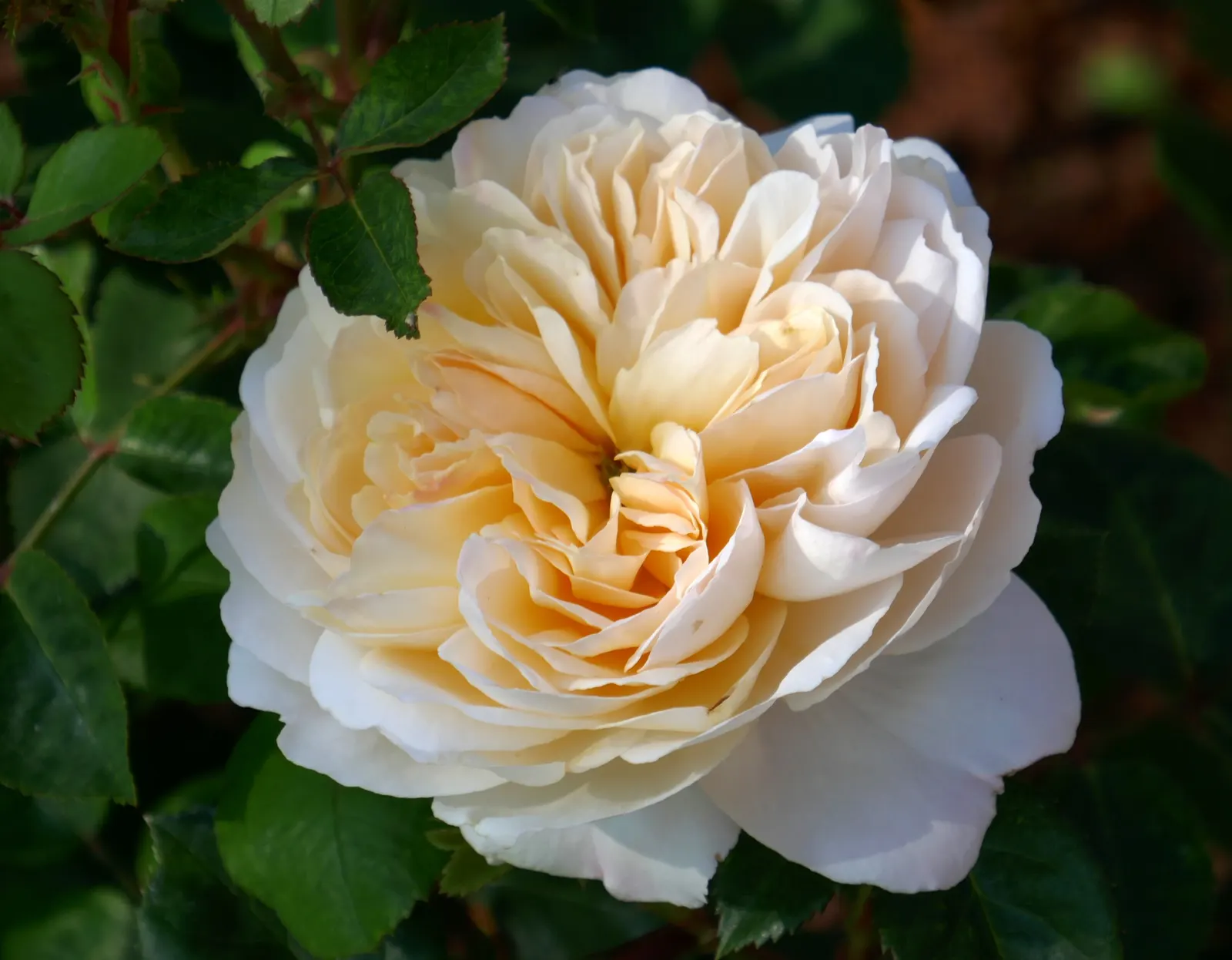 Crocus Rose (Rosa David Austin 'Crocus Rose') — although it appreciates a bit of afternoon shade in hotter climates