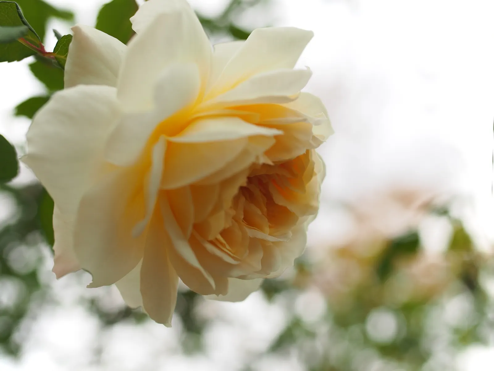 Crocus Rose (Rosa David Austin 'Crocus Rose') — almost white tone as they mature; add this rose to a design to create a refined yet inviting atmosphere for any