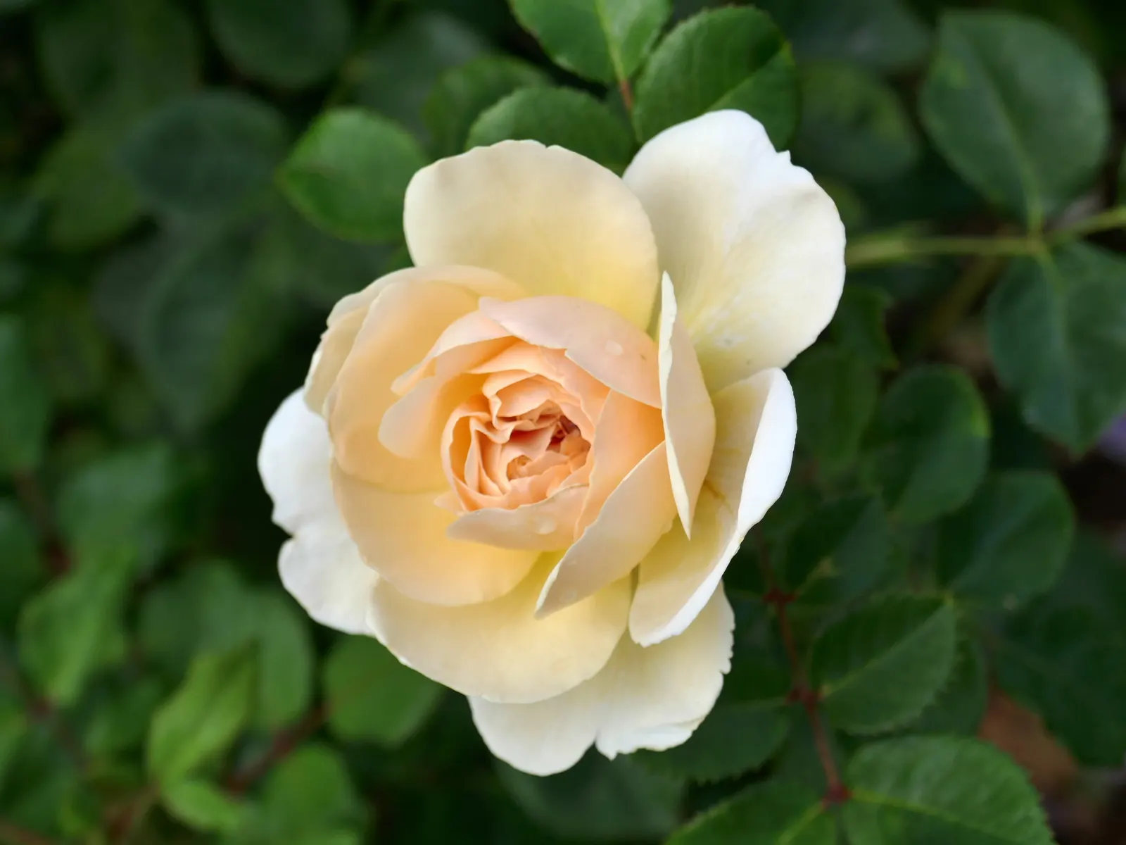 Crocus Rose (Rosa David Austin 'Crocus Rose') — shrub with white blooms