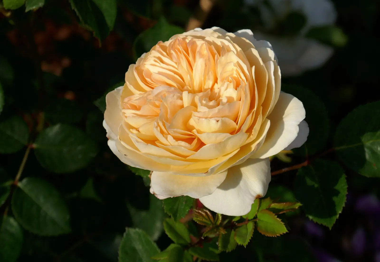 Crocus Rose (Rosa David Austin 'Crocus Rose') — adds a touch of classic English romance to any landscape design; the 'Crocus Rose' thrives in full sun