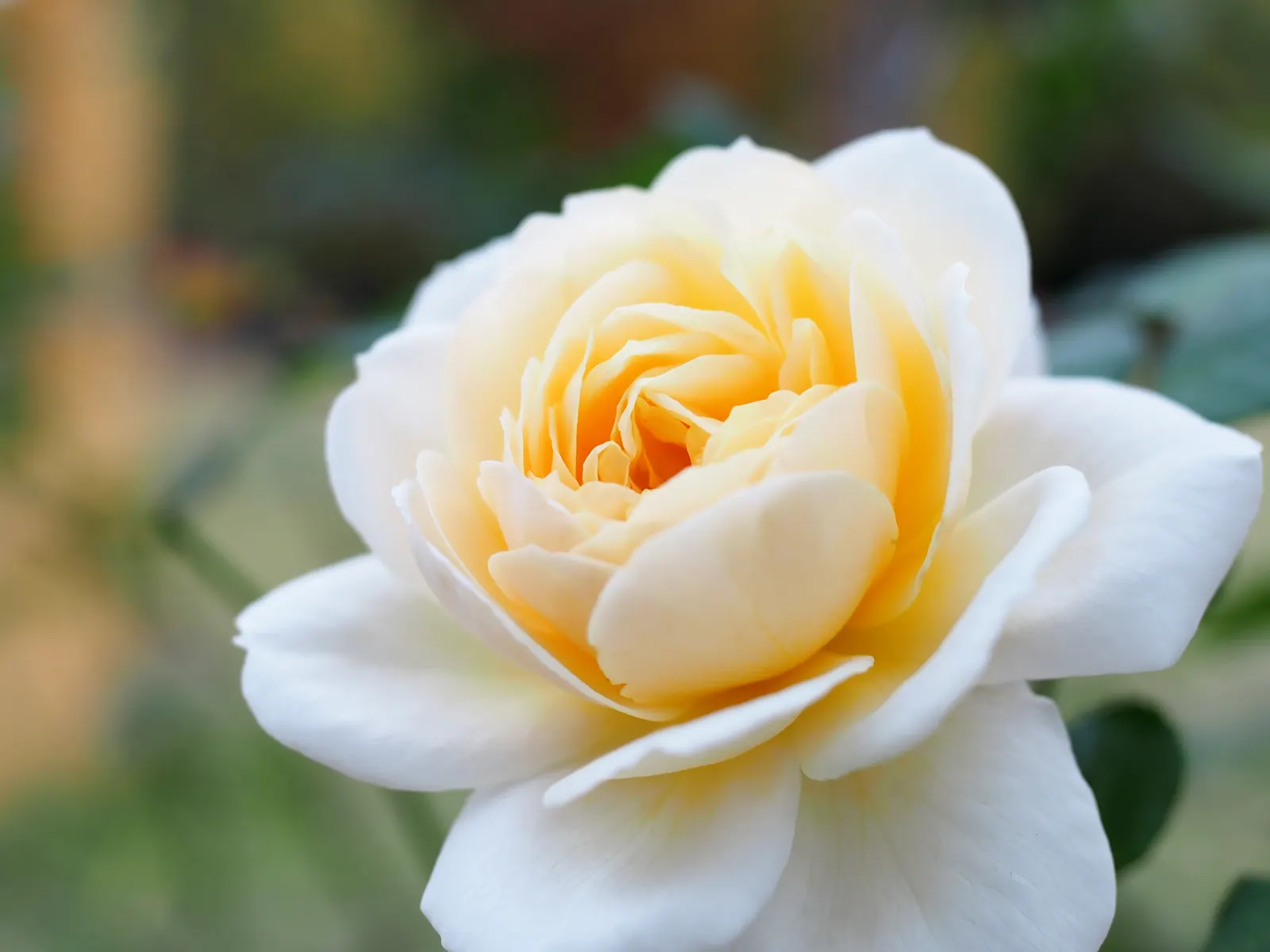 Crocus Rose (Rosa David Austin 'Crocus Rose') — white flowers in the garden
