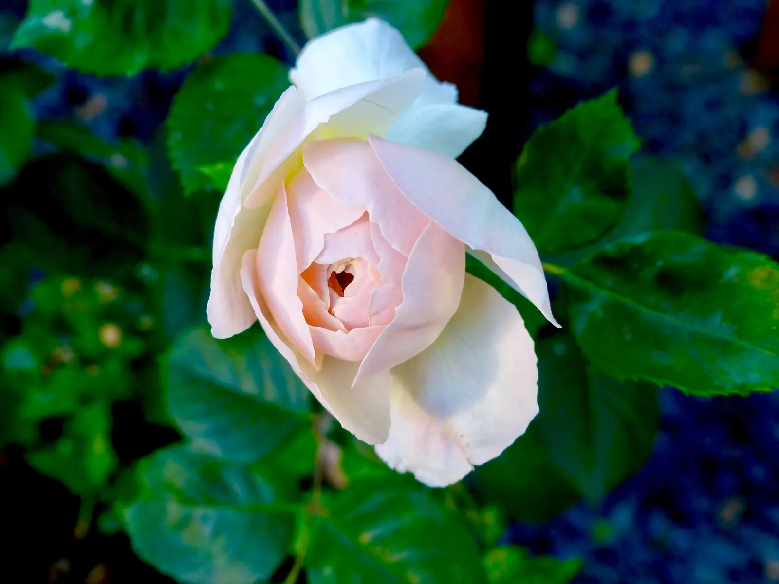 Crocus Rose (Rosa David Austin 'Crocus Rose') — the 'Crocus Rose' thrives in full sun, image 32
