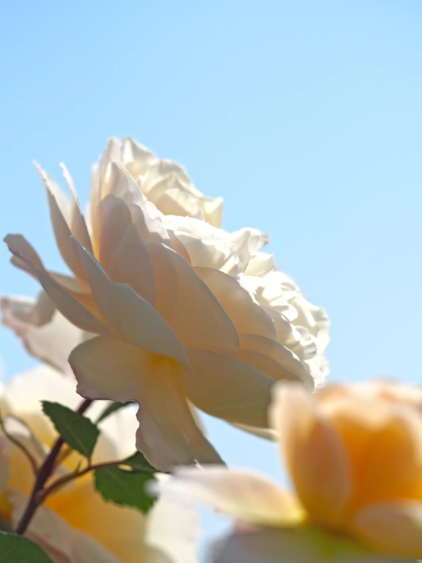 Crocus Rose (Rosa David Austin 'Crocus Rose') — Perfect for borders and beds, it requires well-drained soil with full sun to light shade; add this rose to a