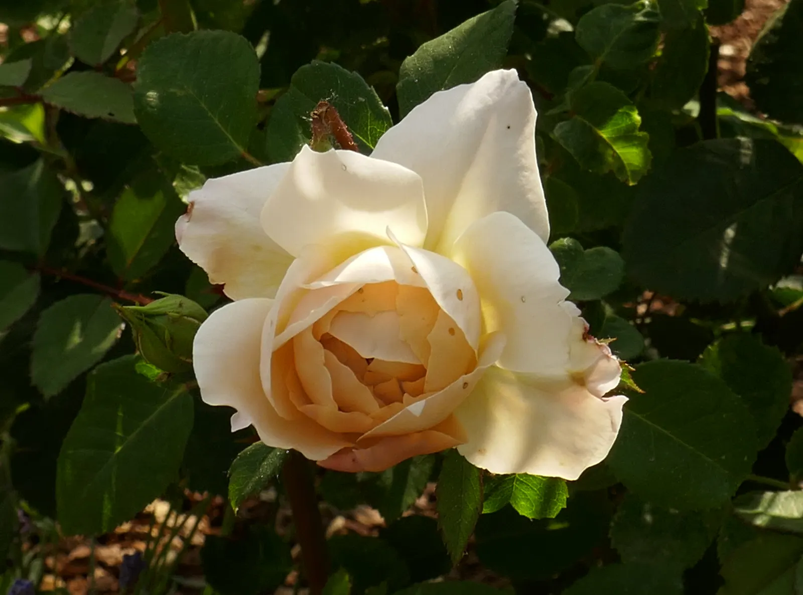 Crocus Rose (Rosa David Austin 'Crocus Rose') — bushy nature and attractive green foliage