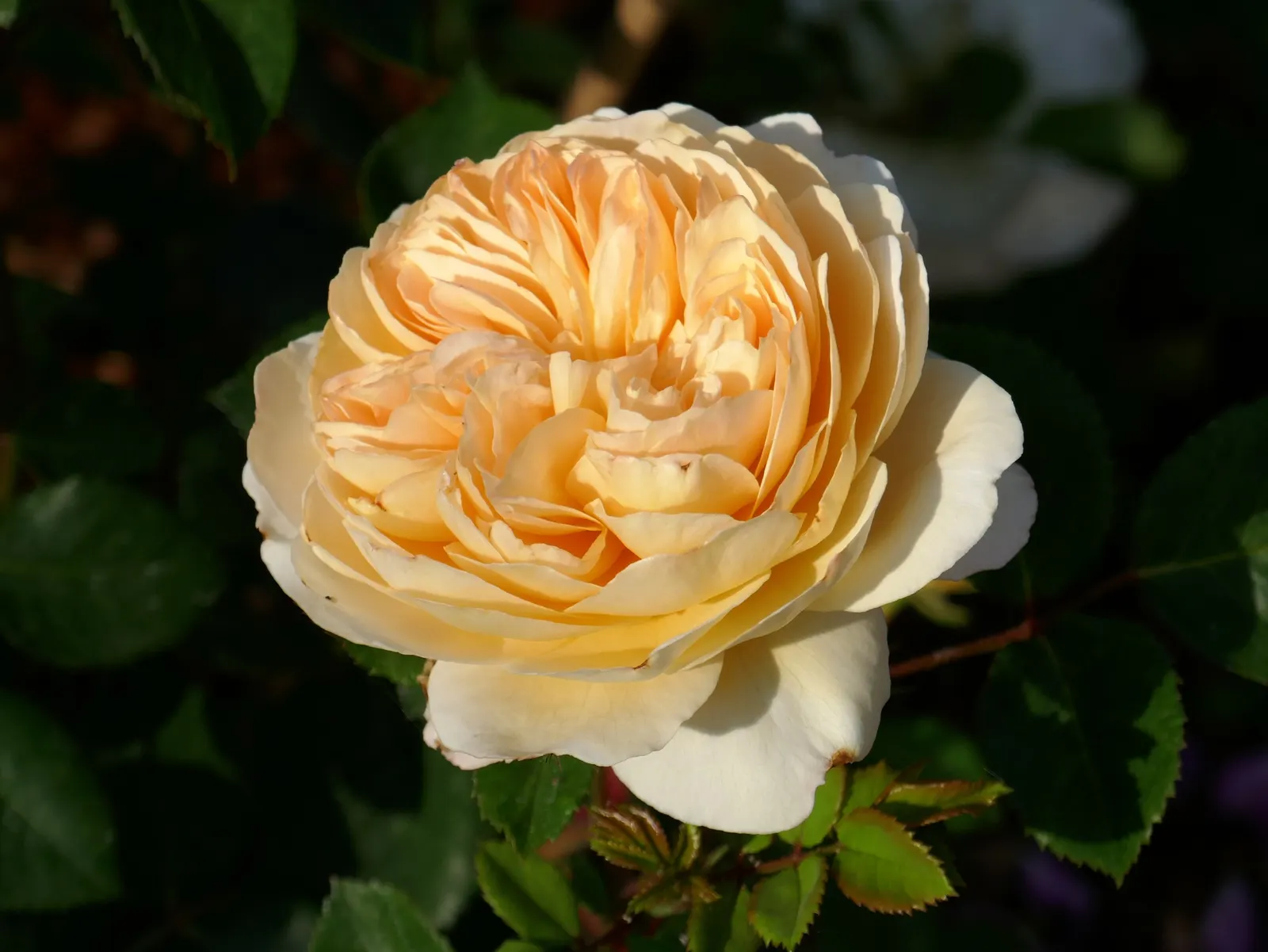 Crocus Rose (Rosa David Austin 'Crocus Rose') — although it appreciates a bit of afternoon shade in hotter climates; add this rose to a design to create a