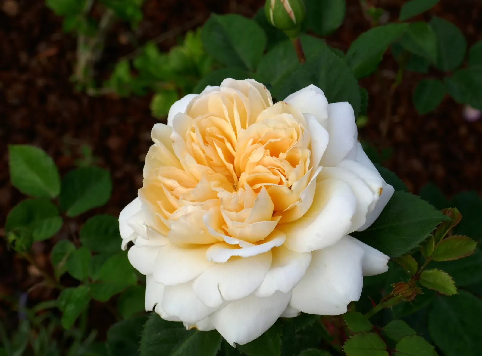 Crocus Rose (Rosa David Austin 'Crocus Rose') — The Rosa David Austin 'Crocus Rose' showcases creamy-yellow blooms exuding a light tea fragrance