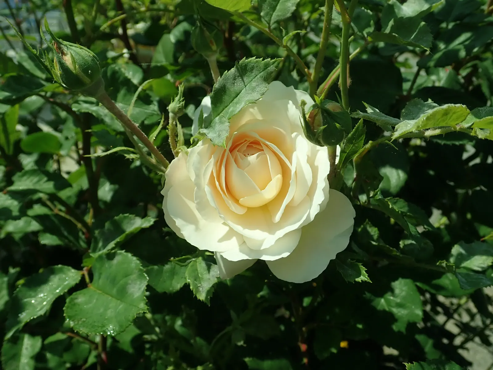 Crocus Rose (Rosa David Austin 'Crocus Rose') — This shrub rose reaches a modest height and spread of roughly 3 to 4 feet