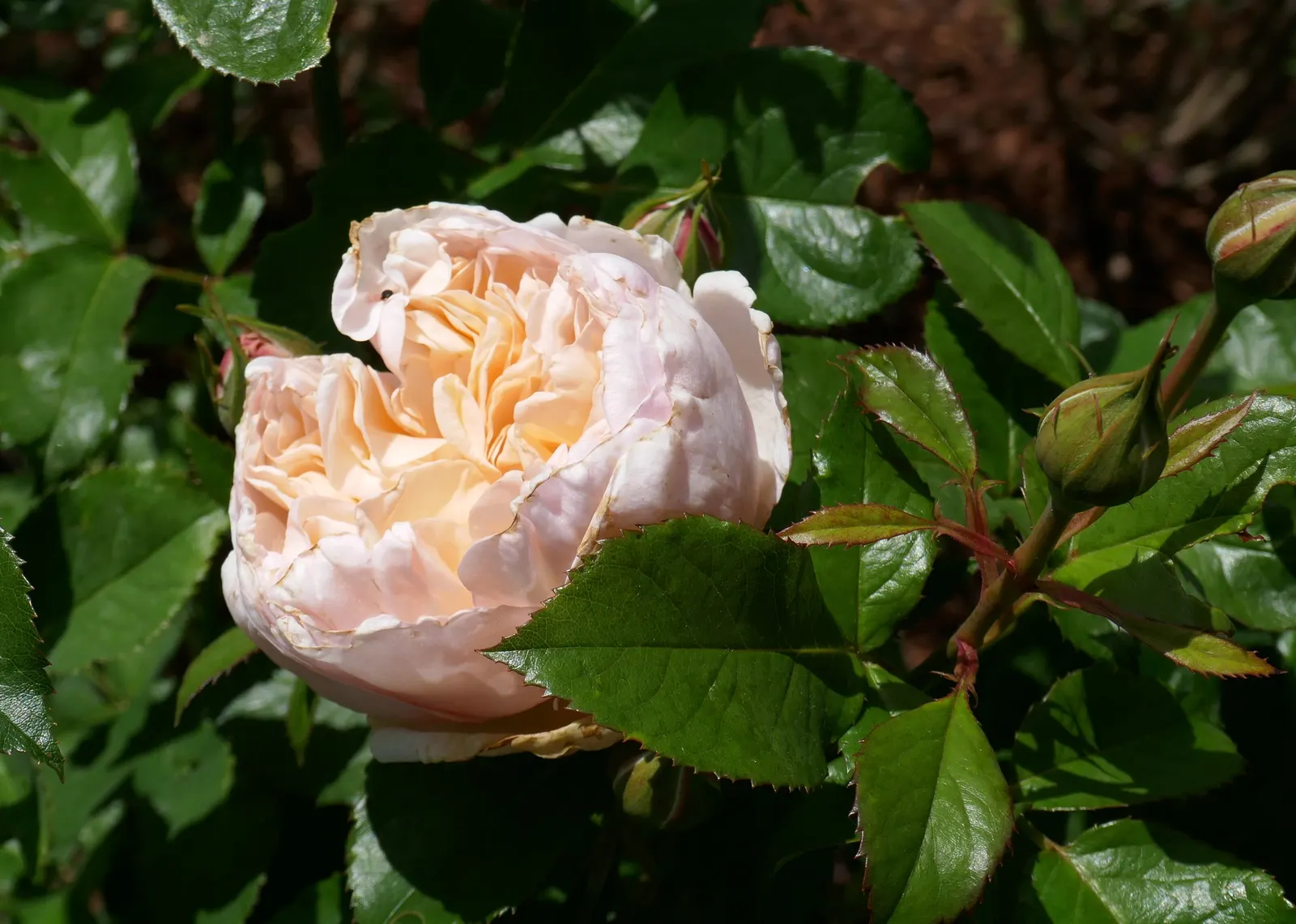 Crocus Rose (Rosa David Austin 'Crocus Rose') — Blooming from late spring to fall