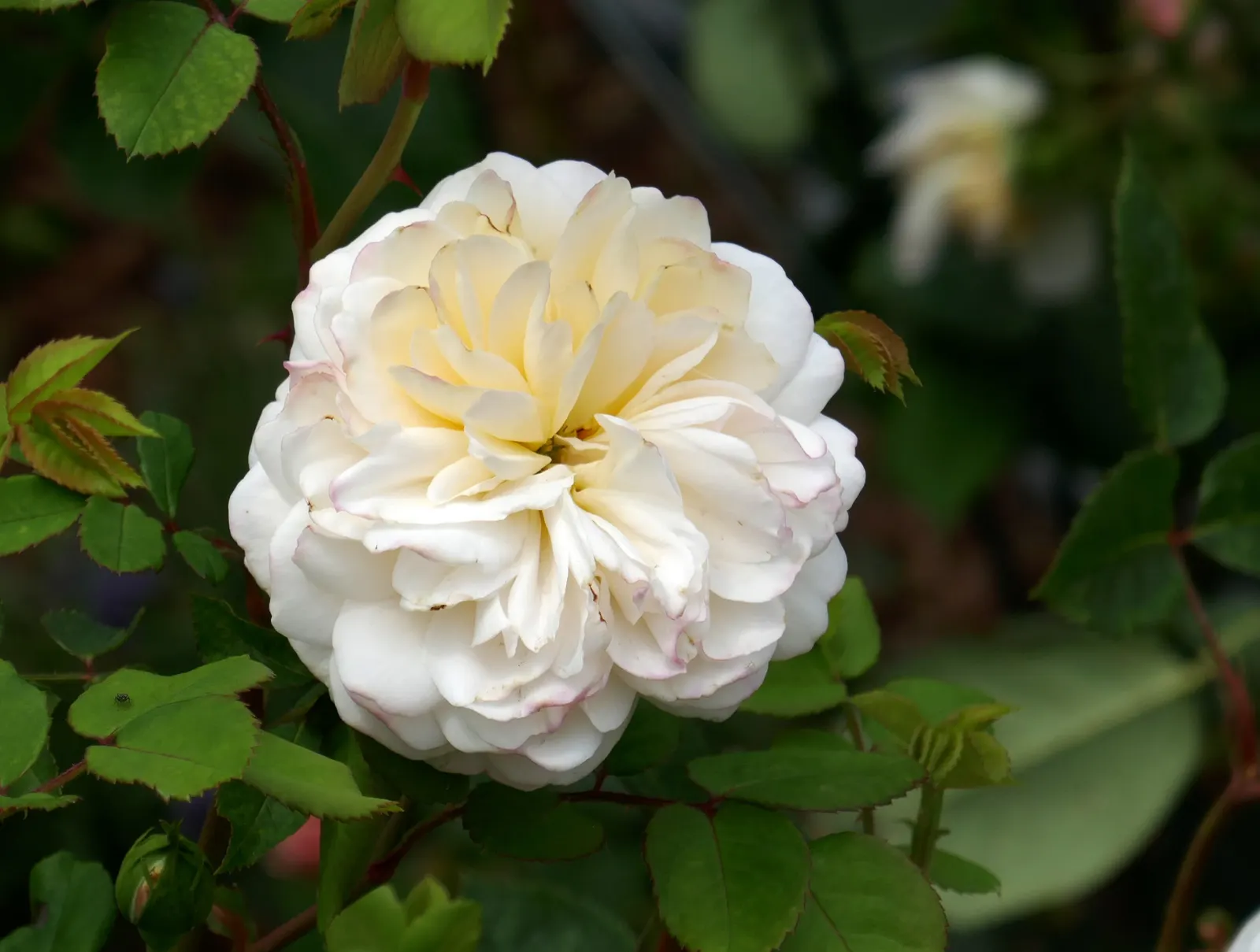 Crocus Rose (Rosa David Austin 'Crocus Rose') — adds a touch of classic English romance to any landscape design