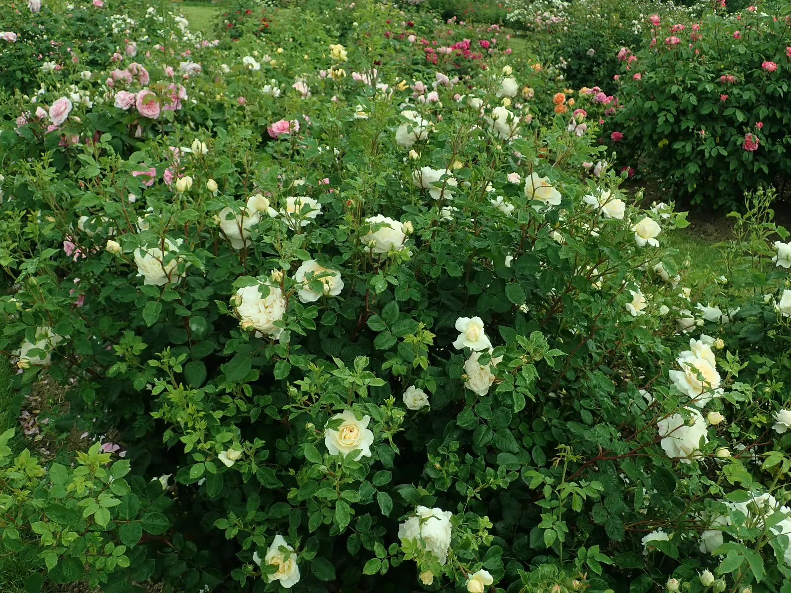 Crocus Rose (Rosa David Austin 'Crocus Rose') — almost white tone as they mature