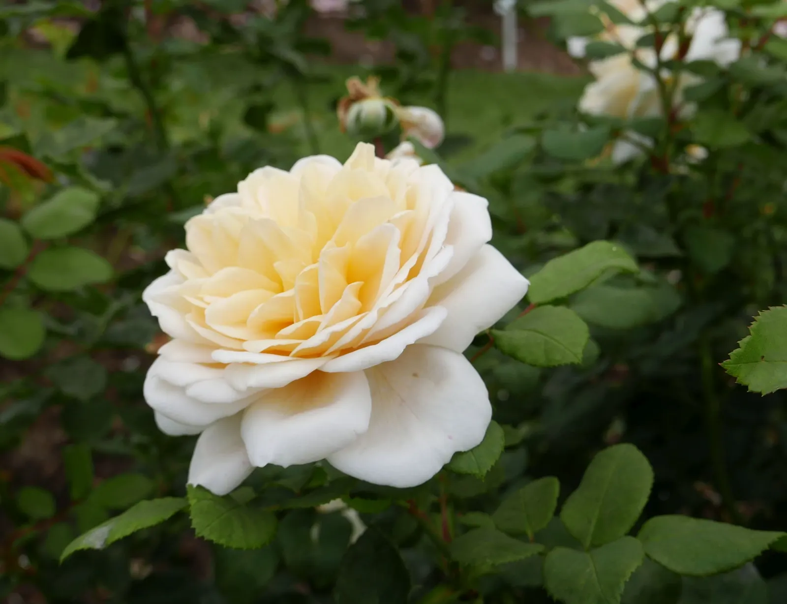 Crocus Rose (Rosa David Austin 'Crocus Rose') — Each flower measures approximately 3 to 4 inches in diameter and emits a delightful; blooming from late spring