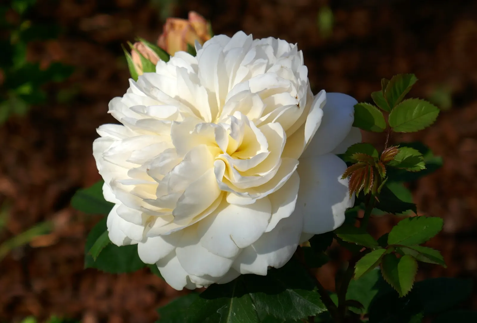 Crocus Rose (Rosa David Austin 'Crocus Rose') — bushy habit and disease resistance make it a charming; the 'Crocus Rose' thrives in full sun