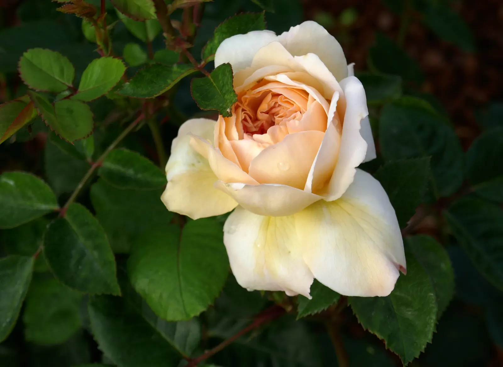 Crocus Rose (Rosa David Austin 'Crocus Rose') — will help ensure continuous blooming from early summer until the first frost; add this rose to a design to