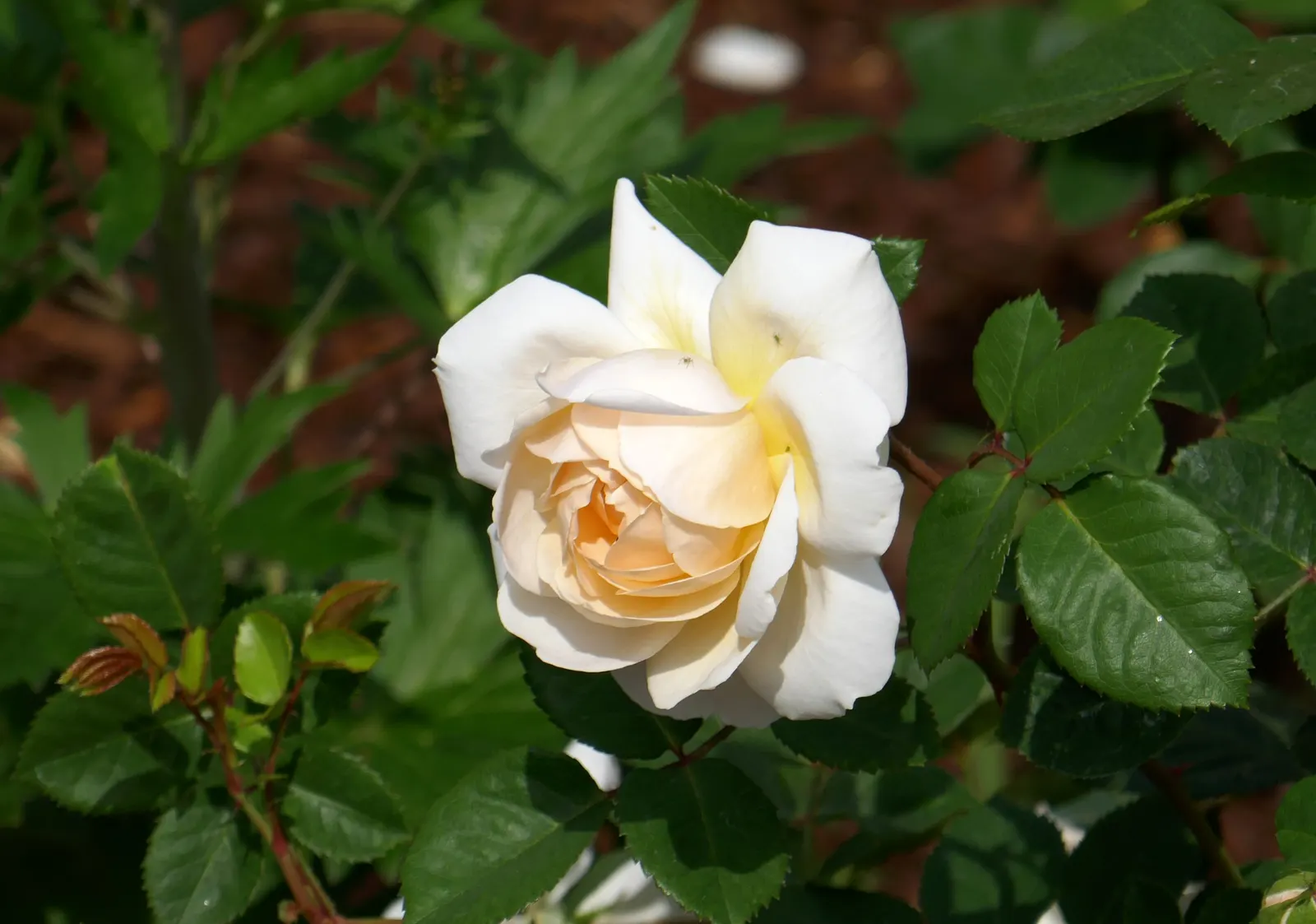 Crocus Rose (Rosa David Austin 'Crocus Rose') — bushy habit and disease resistance make it a charming