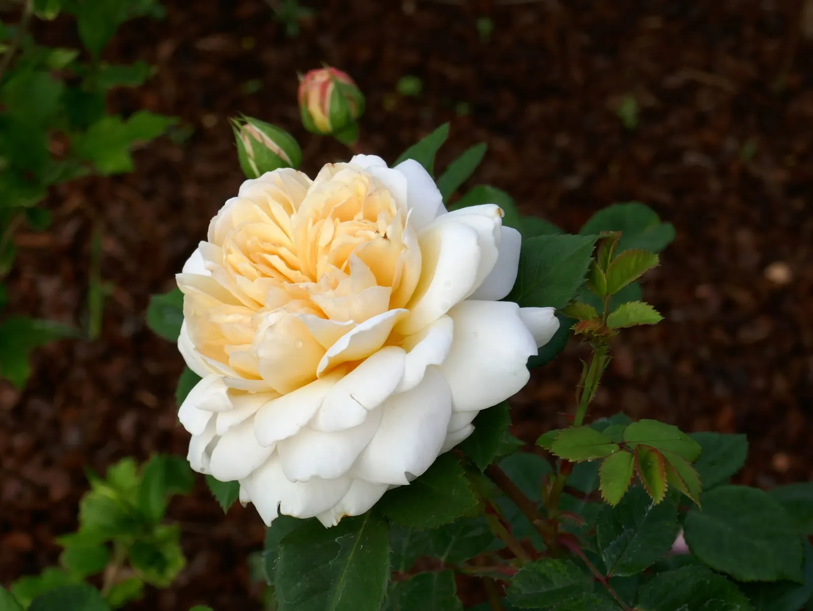 Crocus Rose (Rosa David Austin 'Crocus Rose') — Each flower measures approximately 3 to 4 inches in diameter and emits a delightful