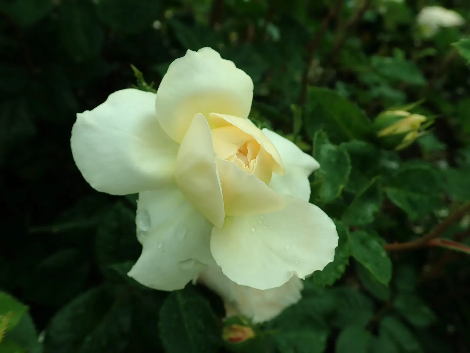 Crocus Rose (Rosa David Austin 'Crocus Rose') — Reaching heights of 3-4 ft with a 2.5-3 ft spread, this resilient English Rose flourishes in USDA zones 5-9