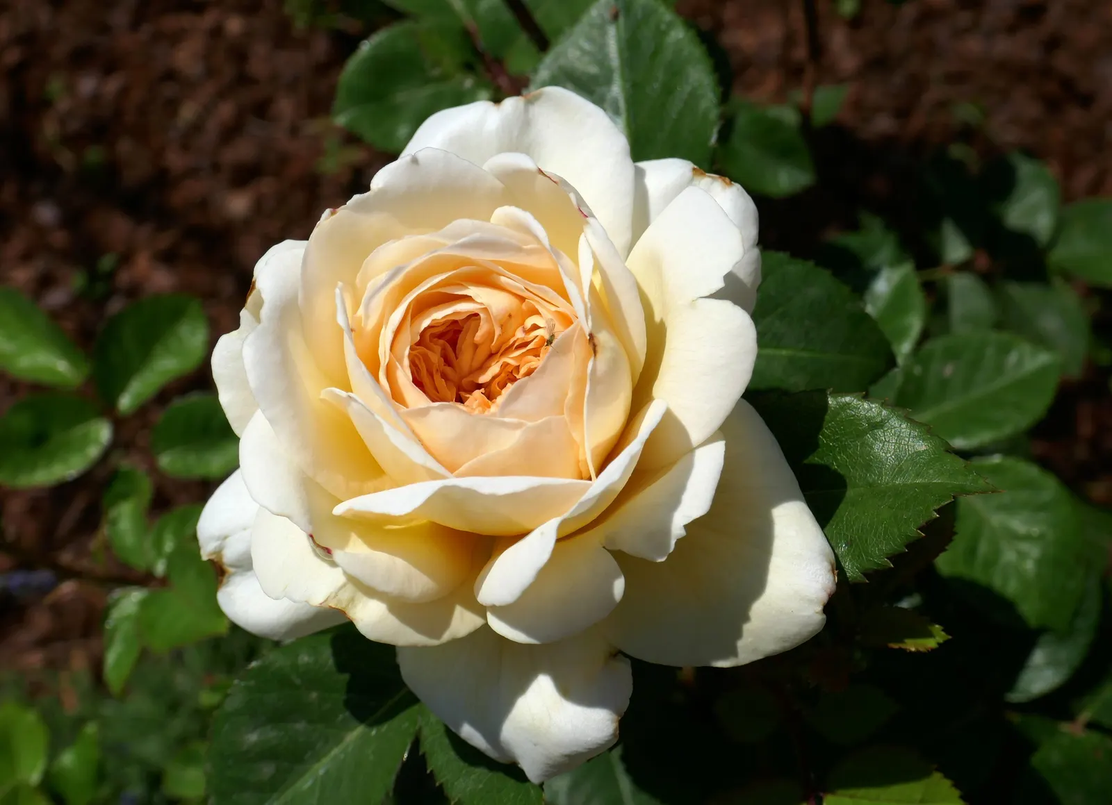 Crocus Rose (Rosa David Austin 'Crocus Rose') — a charming cultivar developed by the esteemed breeder David Austin; blooming from late spring to fall