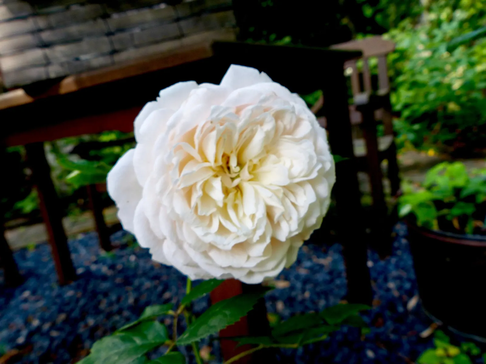 Crocus Rose (Rosa David Austin 'Crocus Rose') — low-maintenance addition to any garden; add this rose to a design to create a refined yet inviting atmosphere