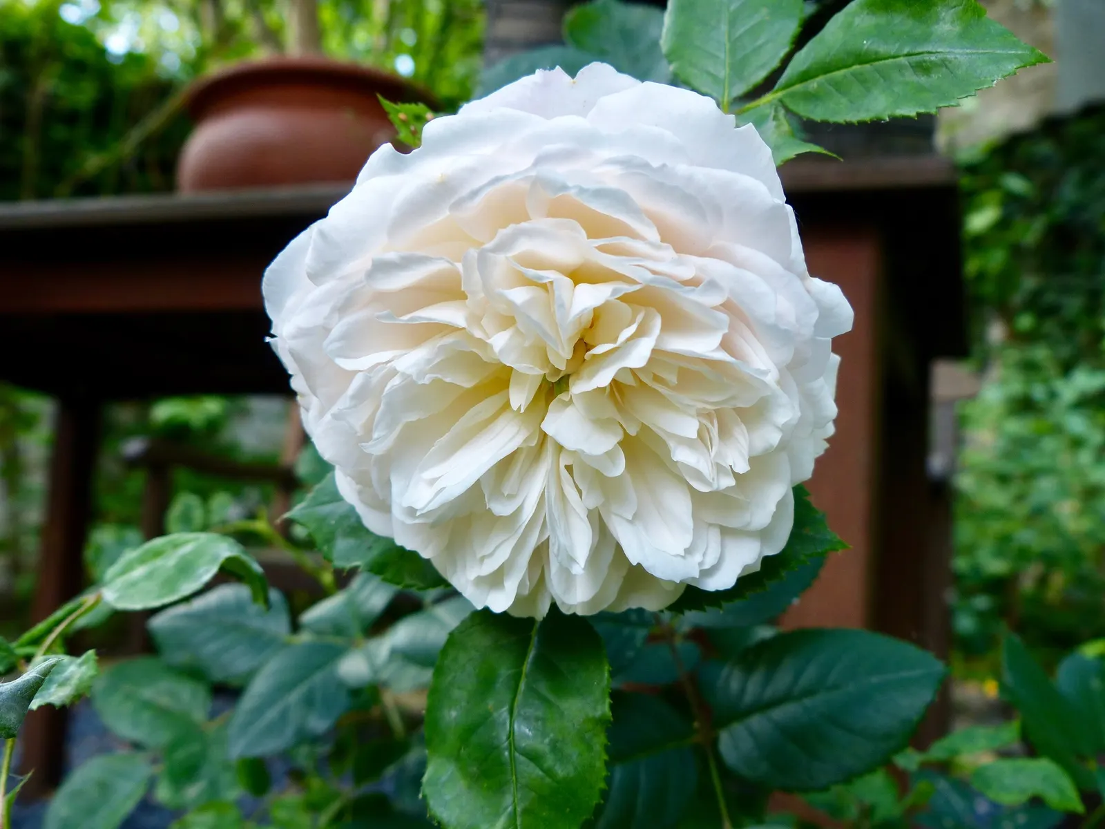 Crocus Rose (Rosa David Austin 'Crocus Rose') — This shrub rose reaches a modest height and spread of roughly 3 to 4 feet; blooming from late spring to fall