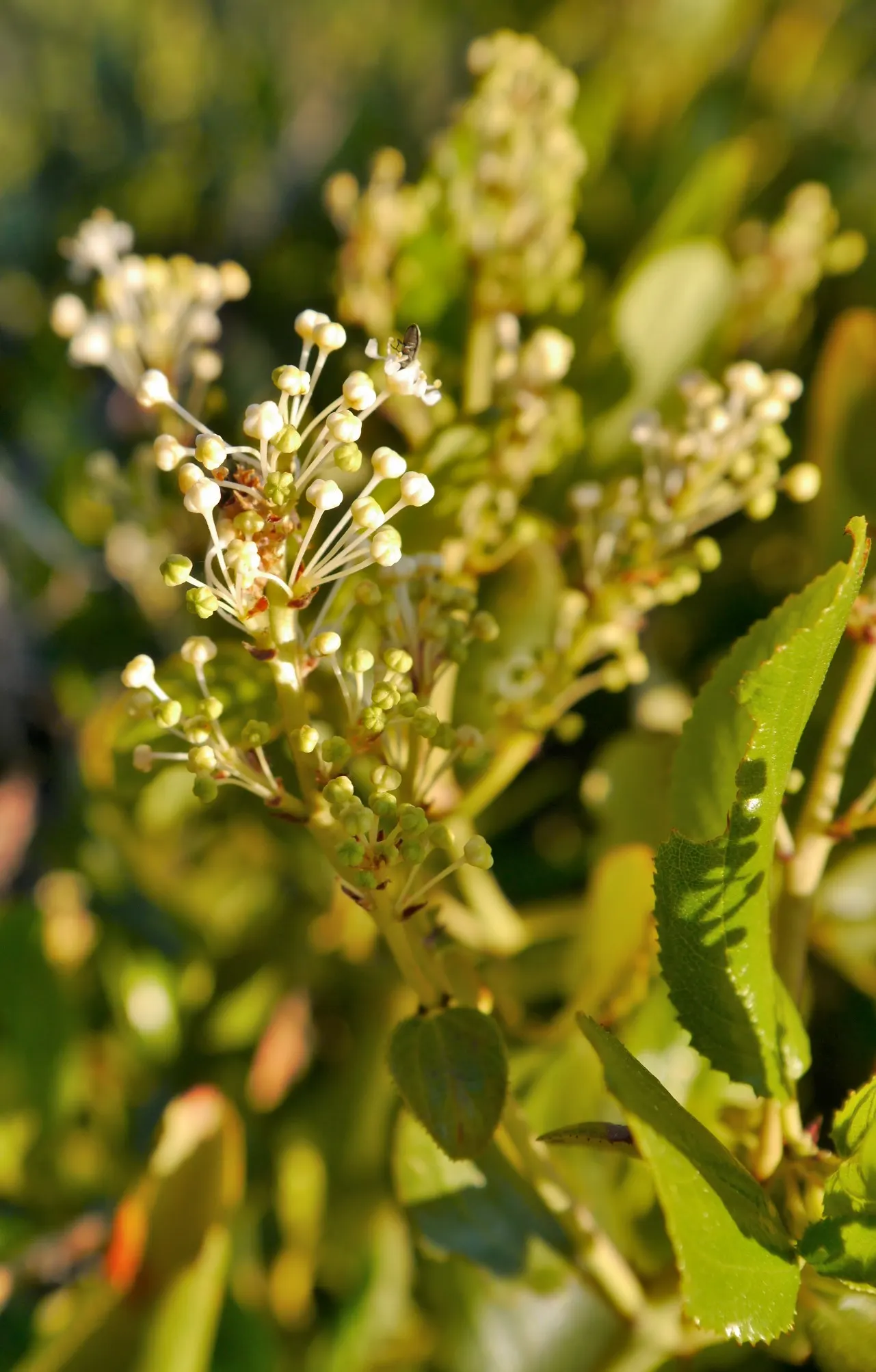 Buckbrush Ceanothus (Ceanothus Velutinus) — it bursts into a spectacular display of tiny white or pale blue flowers