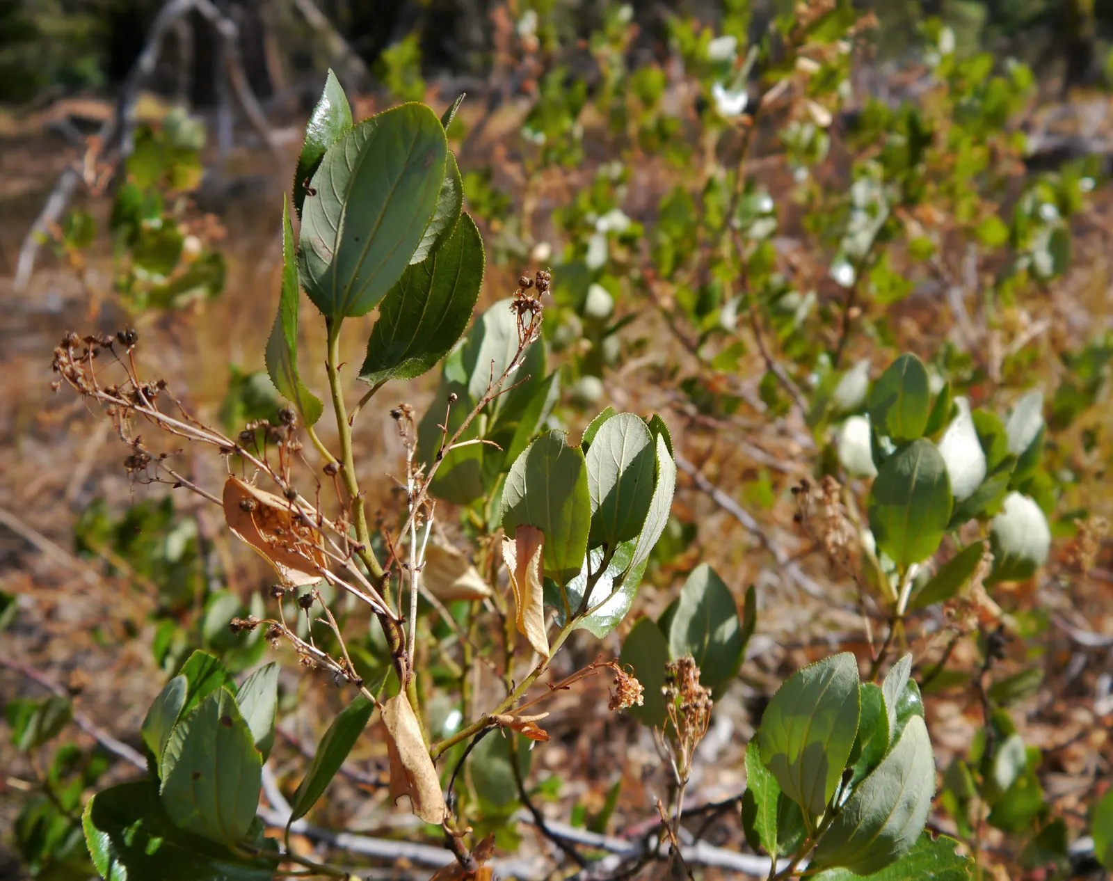 Buckbrush Ceanothus (Ceanothus Velutinus) — which attract an array of pollinators