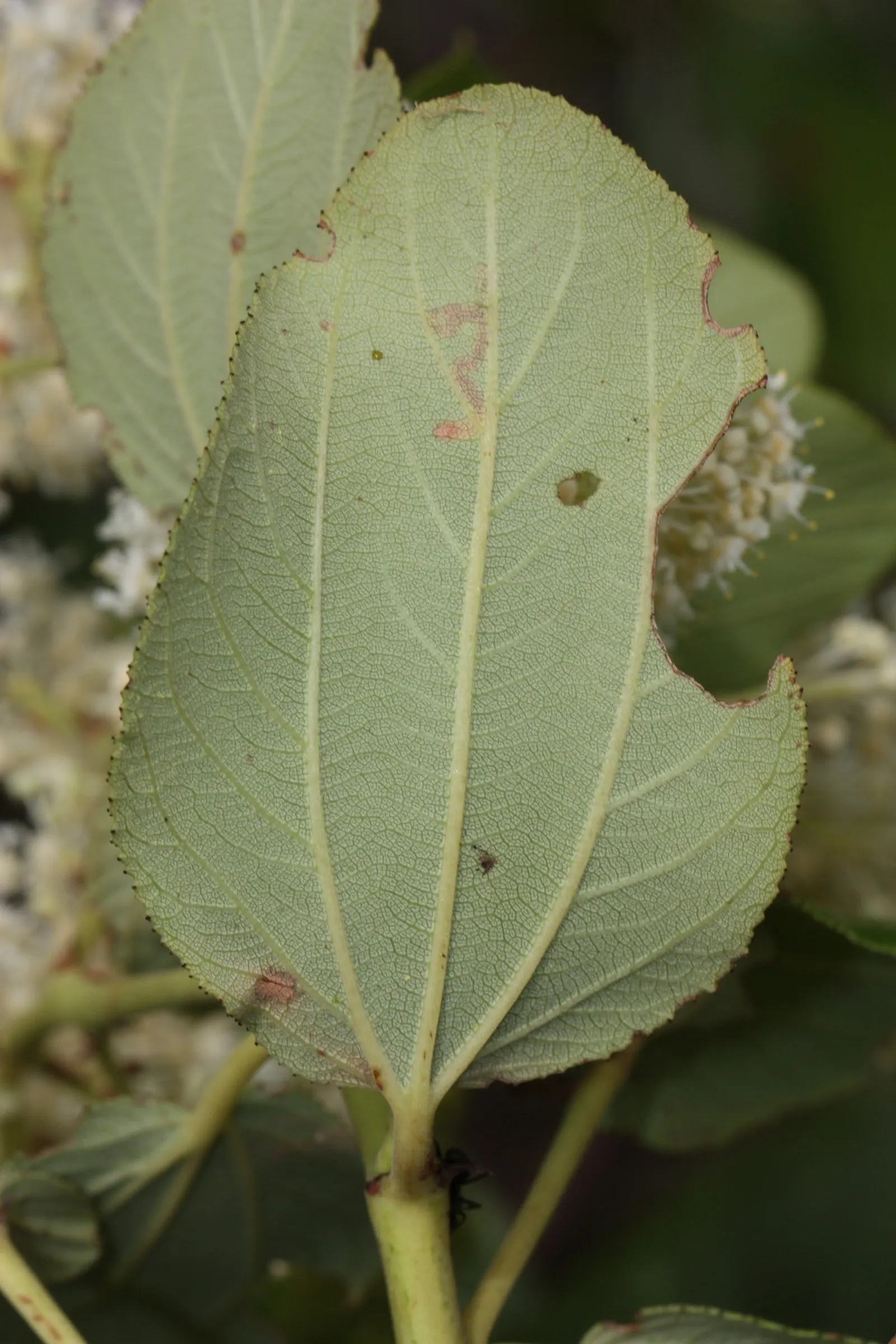 Buckbrush Ceanothus (Ceanothus Velutinus) — contributing both functional and visual benefits