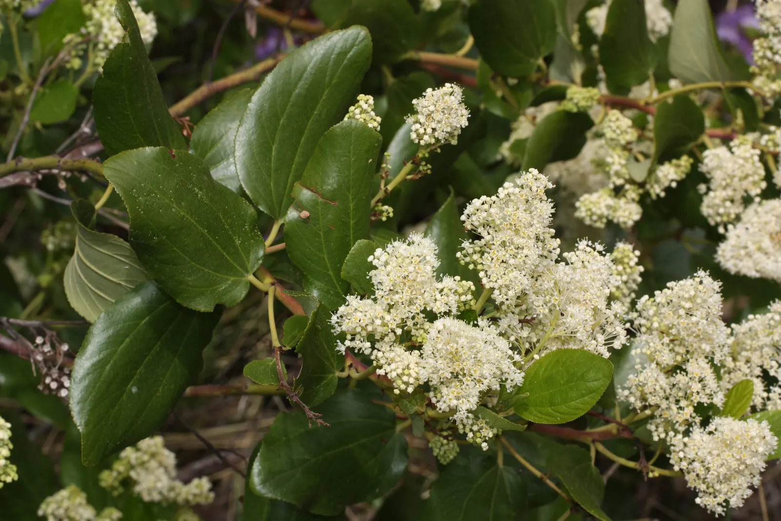 Buckbrush Ceanothus (Ceanothus Velutinus) — with a distinctly velvety texture and prominent veins