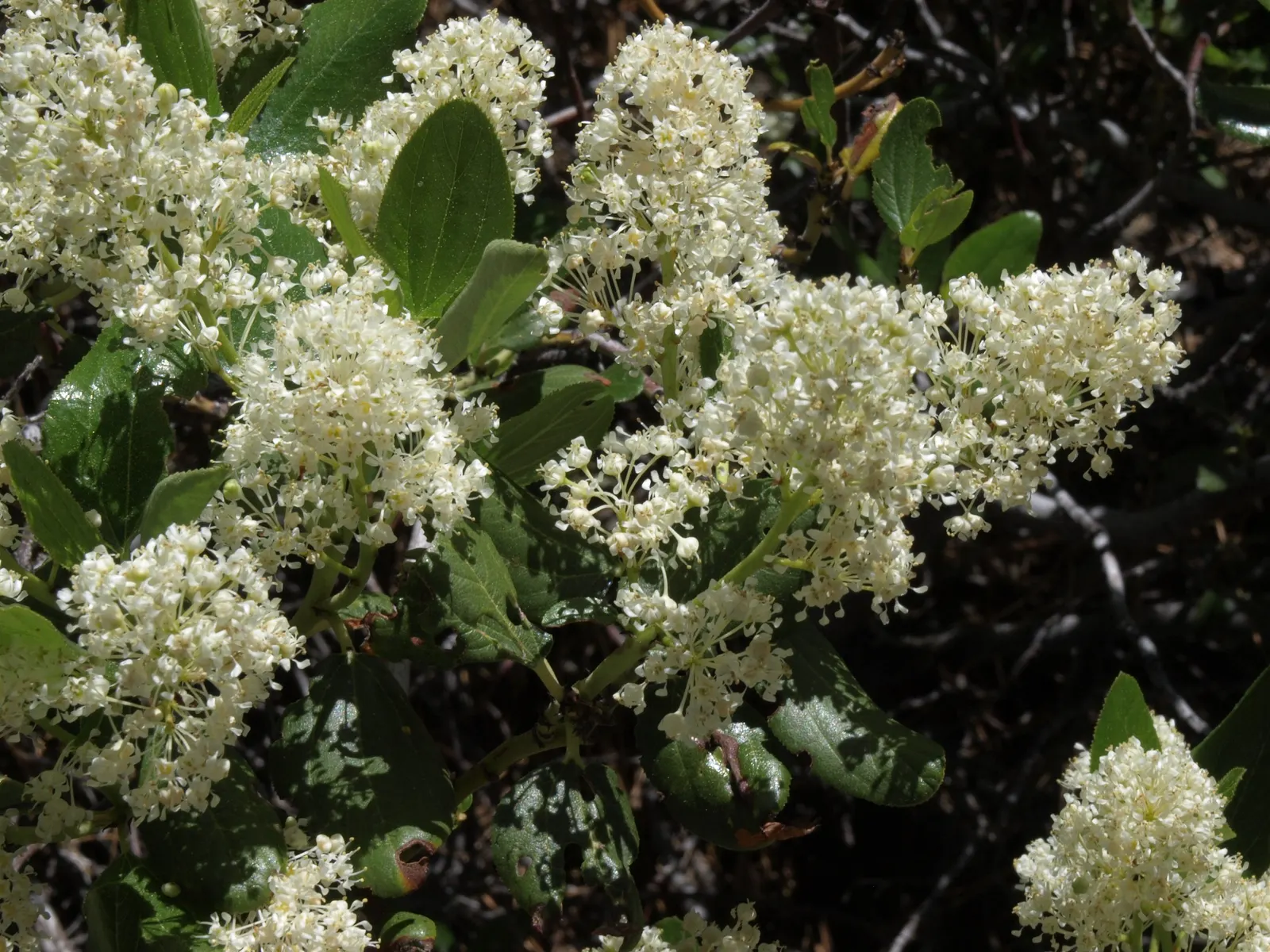 Buckbrush Ceanothus (Ceanothus Velutinus) — this hardy shrub requires minimal water once established