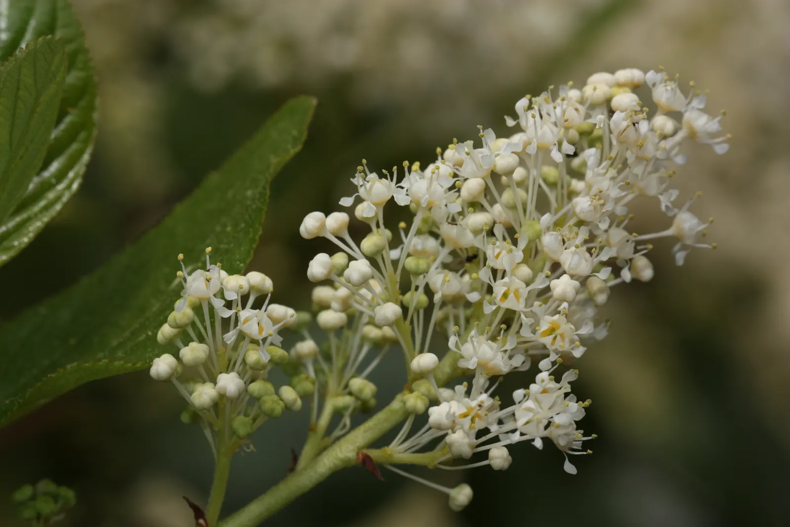 Buckbrush Ceanothus (Ceanothus Velutinus) — the Buckbrush Ceanothus is a splendid addition to any garden setting