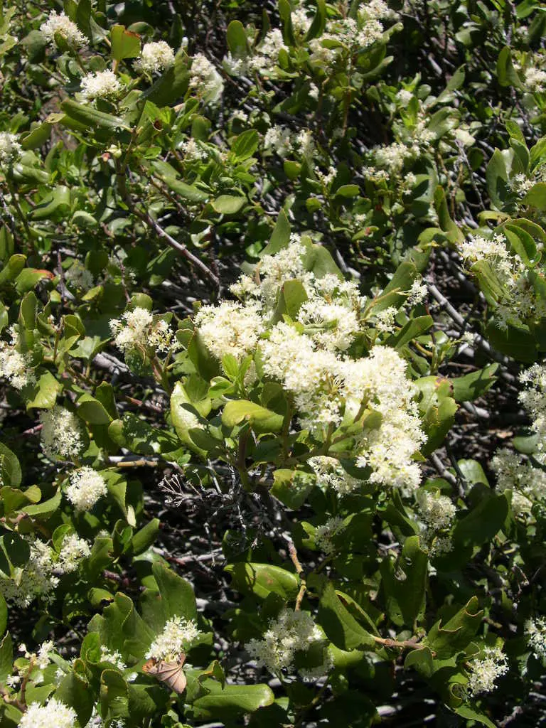 Buckbrush Ceanothus (Ceanothus Velutinus) — When incorporating Buckbrush Ceanothus into your landscape