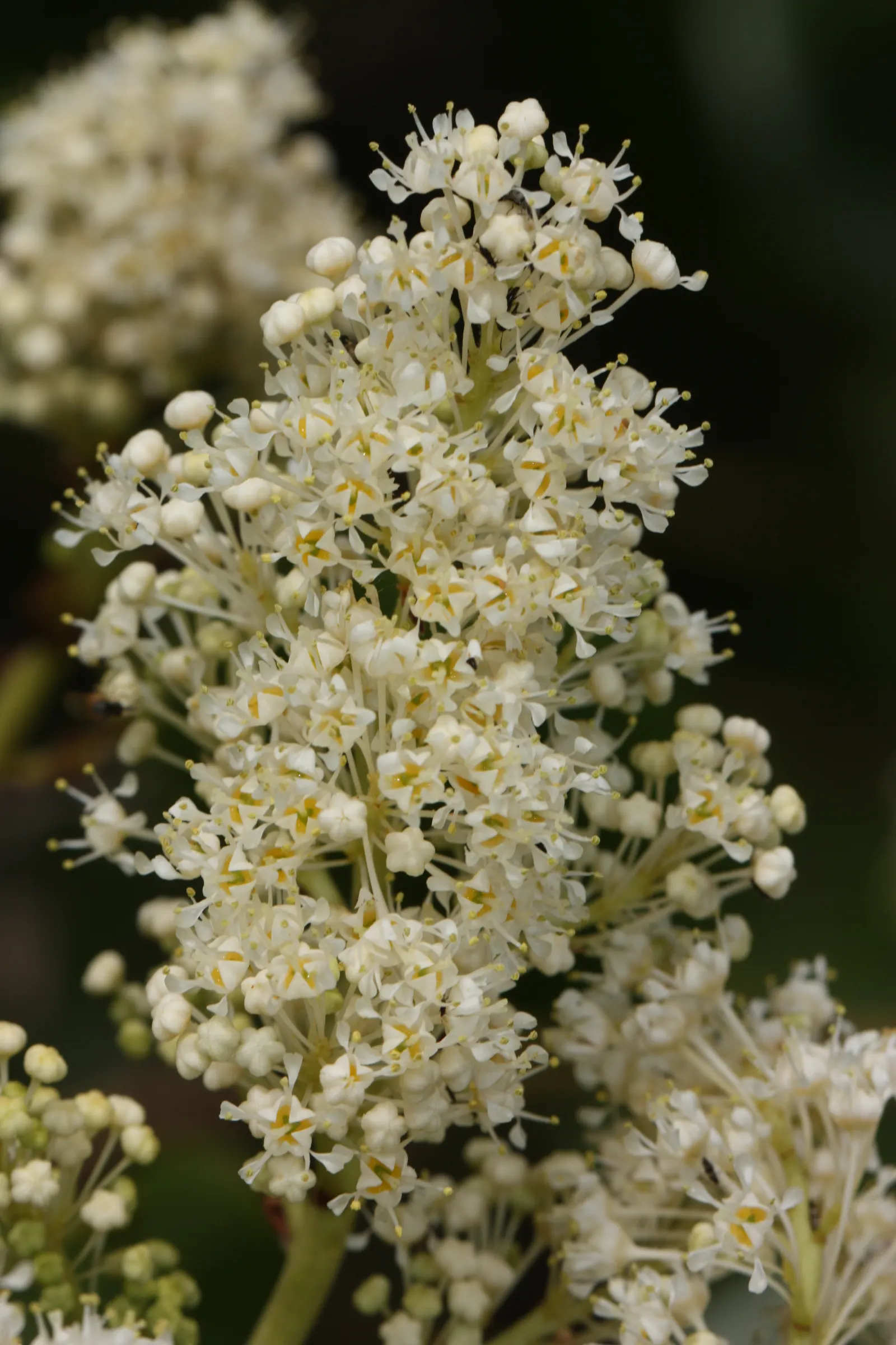 Buckbrush Ceanothus (Ceanothus Velutinus) — dark green leaves and frothy white-to-pale blue flowers that bloom in spring and early summer
