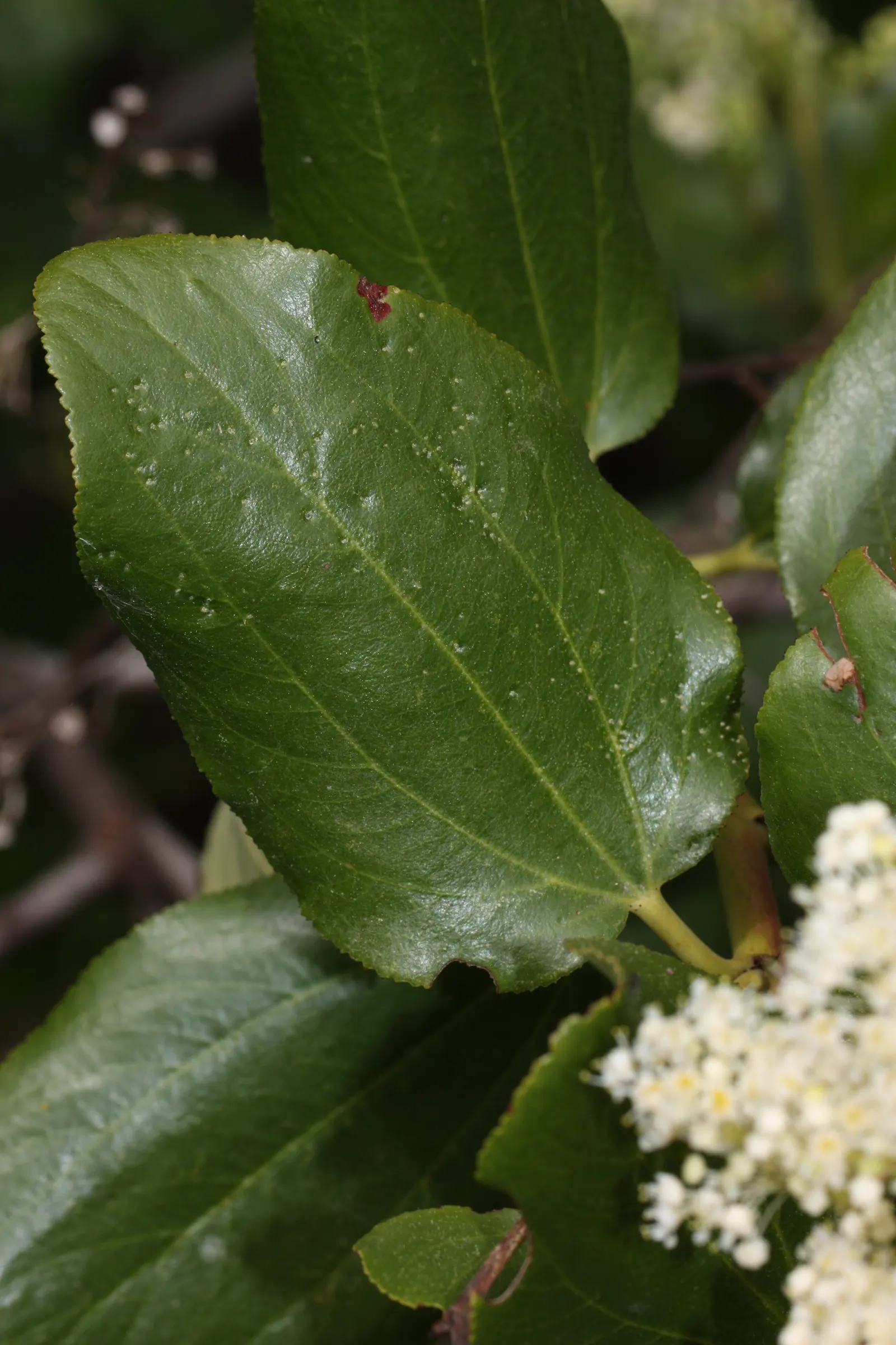 Buckbrush Ceanothus (Ceanothus Velutinus) — Buckbrush typically reaches 4 to 8 feet in height with a spread of 5 to 10 feet, thriving in USDA zones 4-8