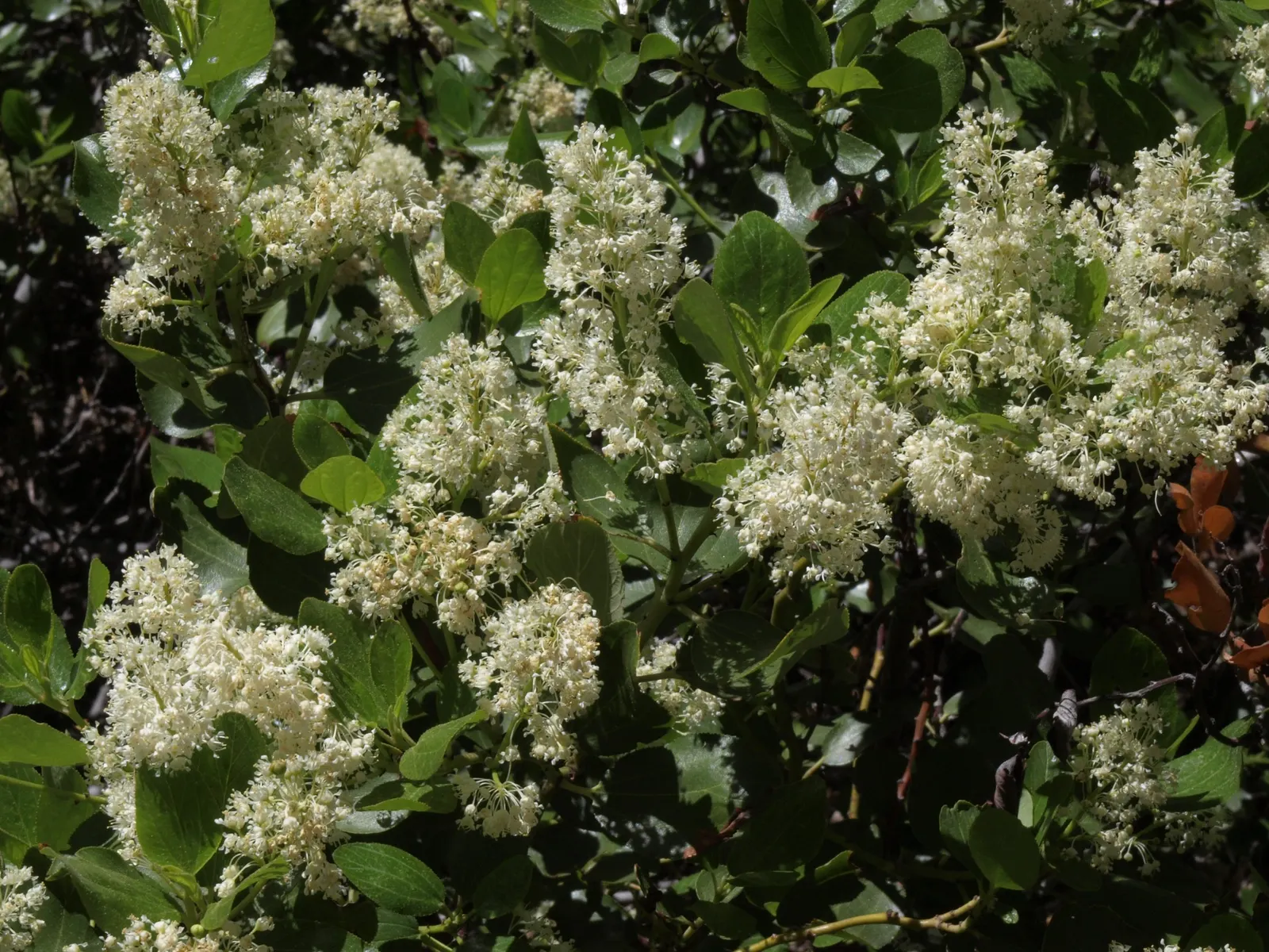 Buckbrush Ceanothus (Ceanothus Velutinus) — It prefers full sun to partial shade and well-drained soils, offering habitat value and erosion control