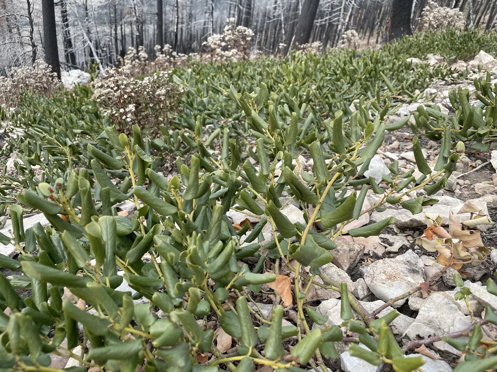 Buckbrush Ceanothus (Ceanothus Velutinus) — primarily flourishing in the Pacific Northwest
