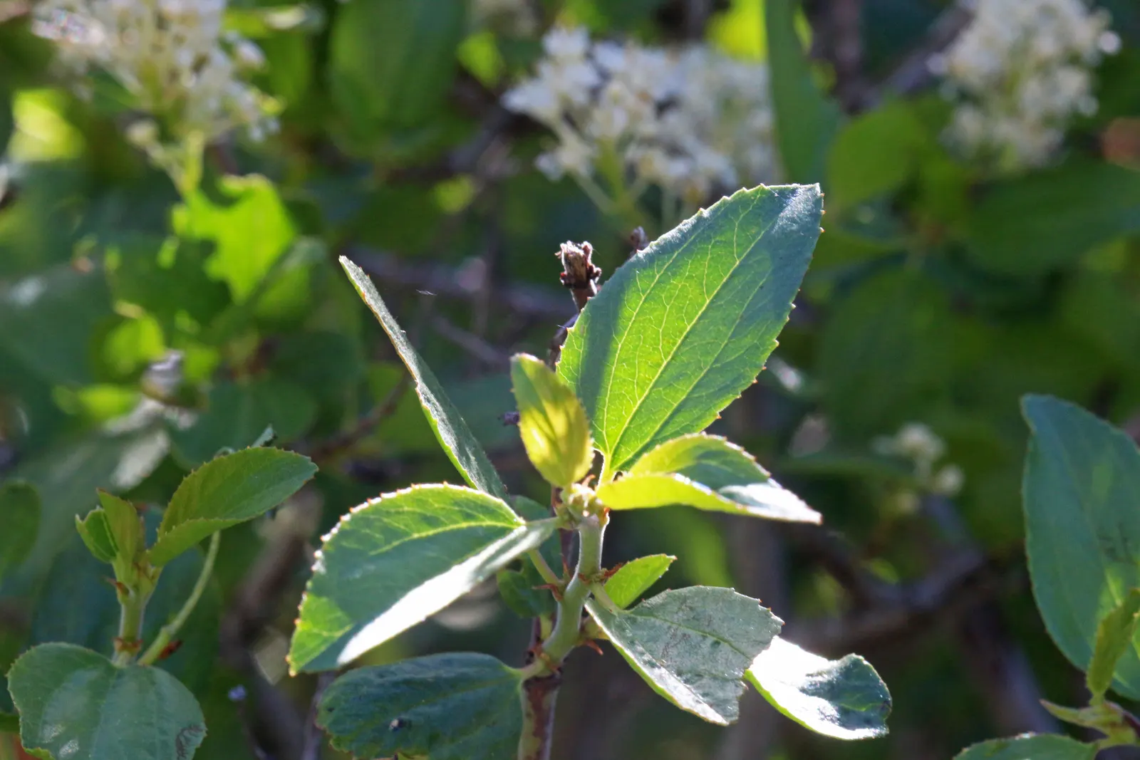 Buckbrush Ceanothus (Ceanothus Velutinus) — the Buckbrush exhibits dark green leaves that can grow up to 3 inches long