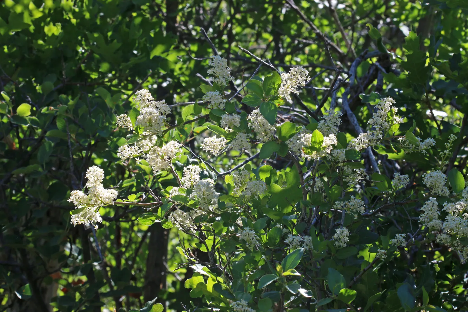 Buckbrush Ceanothus (Ceanothus Velutinus) — scientifically known as Ceanothus velutinus