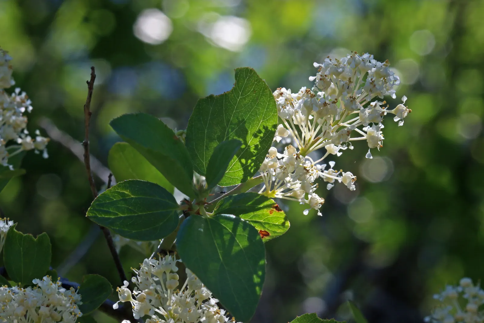 Buckbrush Ceanothus (Ceanothus Velutinus) — is an evergreen shrub native to North America