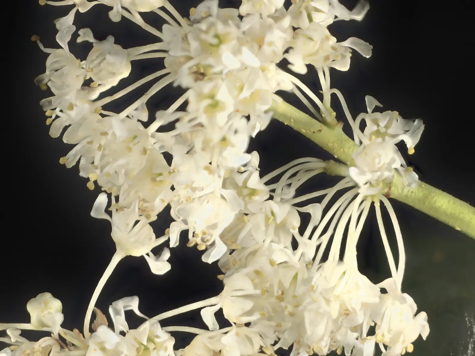 Buckbrush Ceanothus (Ceanothus Velutinus) — the shrub can span 60 to 96 inches in both height and width.<br><br>Adaptable to partial or full sun exposure