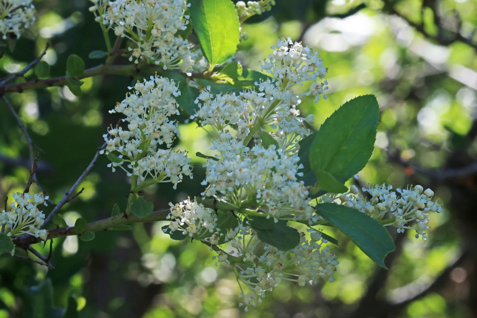Buckbrush Ceanothus (Ceanothus Velutinus) — It's recognized by its glossy