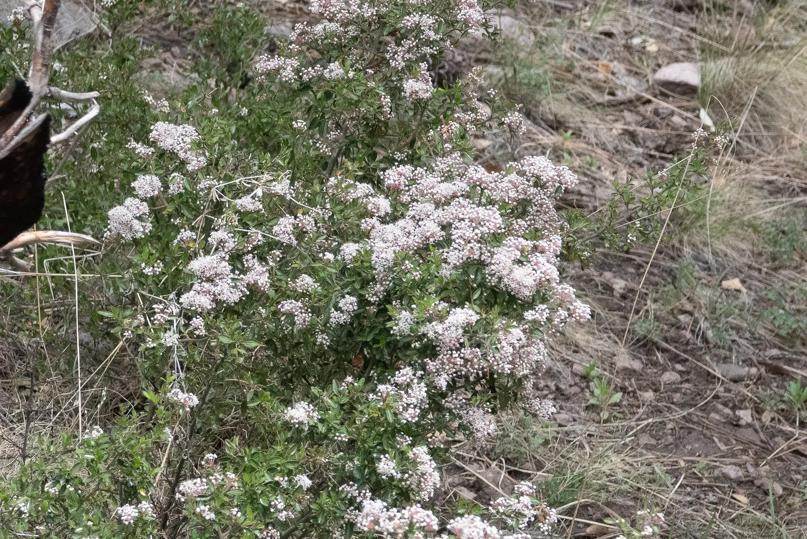 Buckbrush Ceanothus (Ceanothus Velutinus) — embodying the ideal qualities of a drought-tolerant species