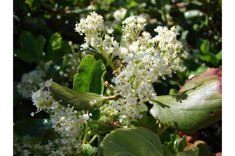 Buckbrush Ceanothus (Ceanothus Velutinus) — although it is highly adaptable to different soil types and conditions