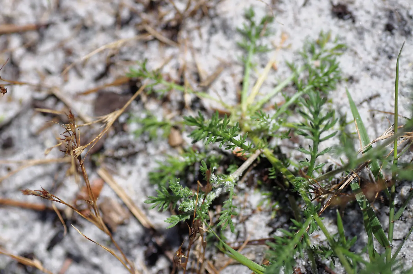 Chamomile, Roman Chamomile (Chamaemelum Nobile) — Ideal for full sun to part shade, this plant prefers well-draining soil and moderate moisture; with a