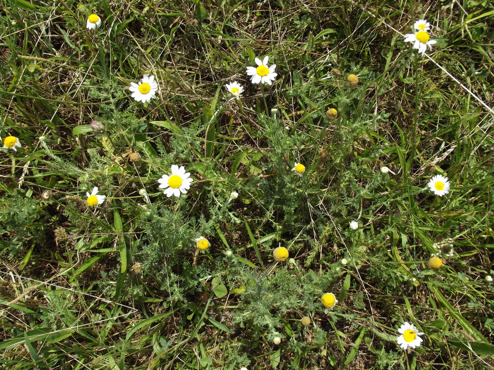 Chamomile, Roman Chamomile (Chamaemelum Nobile) — spreading up to 12 inches