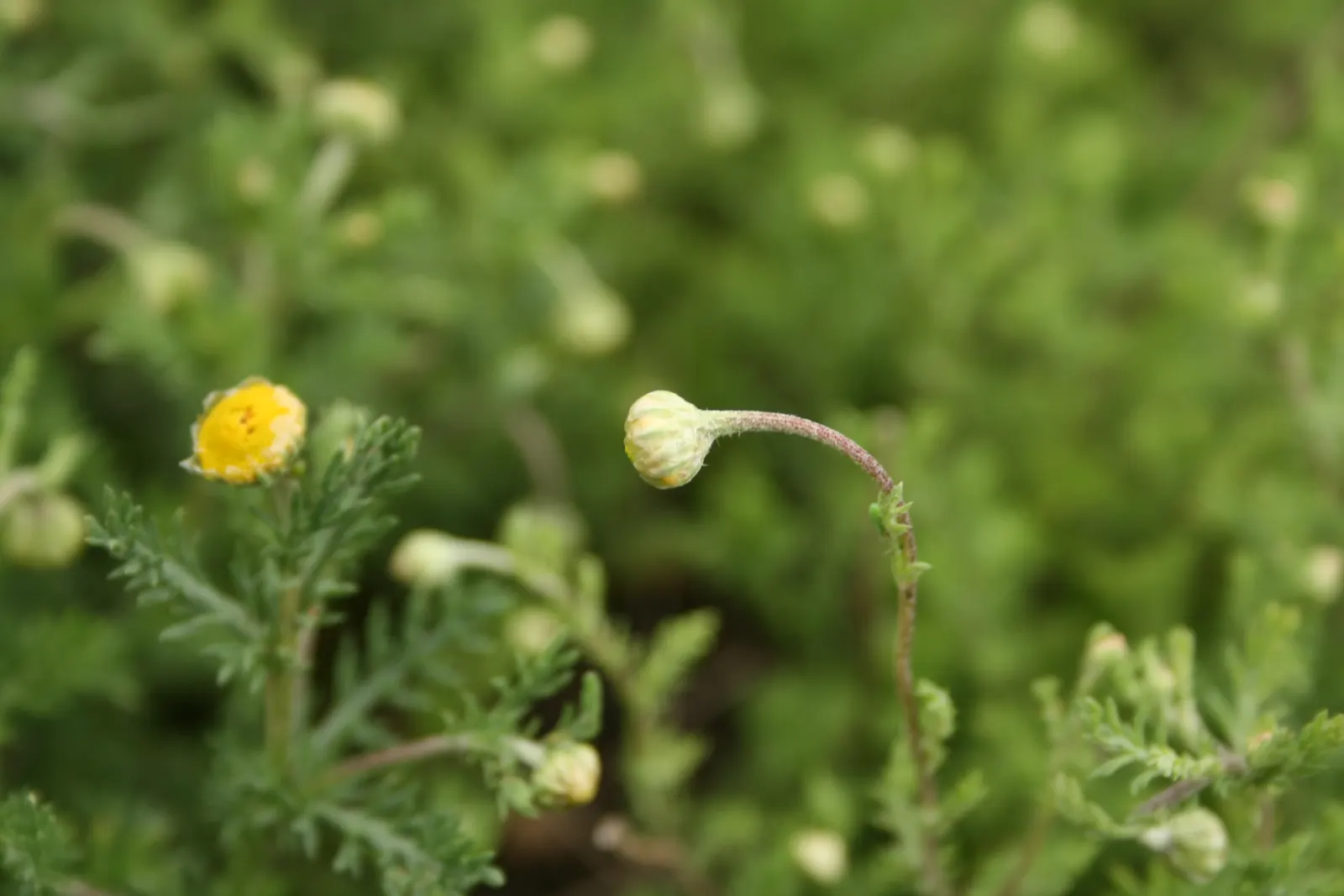 Chamomile, Roman Chamomile (Chamaemelum Nobile) — yellow flowers in the garden; ideal for full sun to part shade, this plant prefers well-draining soil and