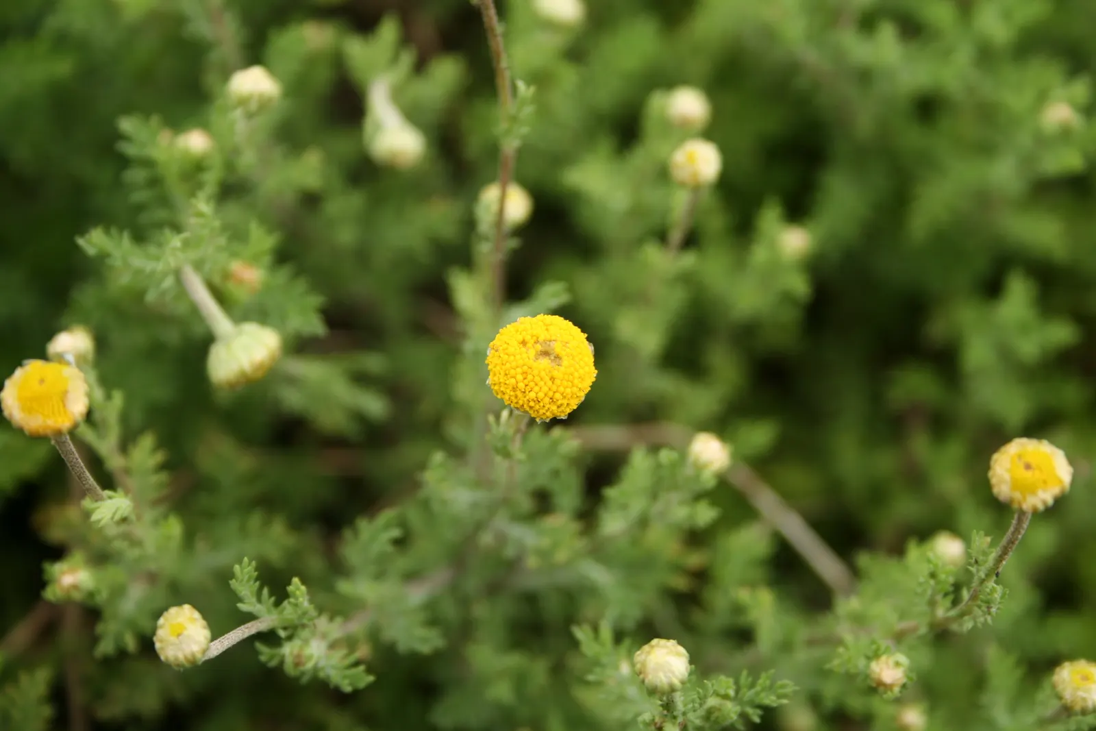 Chamomile, Roman Chamomile (Chamaemelum Nobile) — it requires minimal maintenance; thriving in USDA zones 4‚Äì9