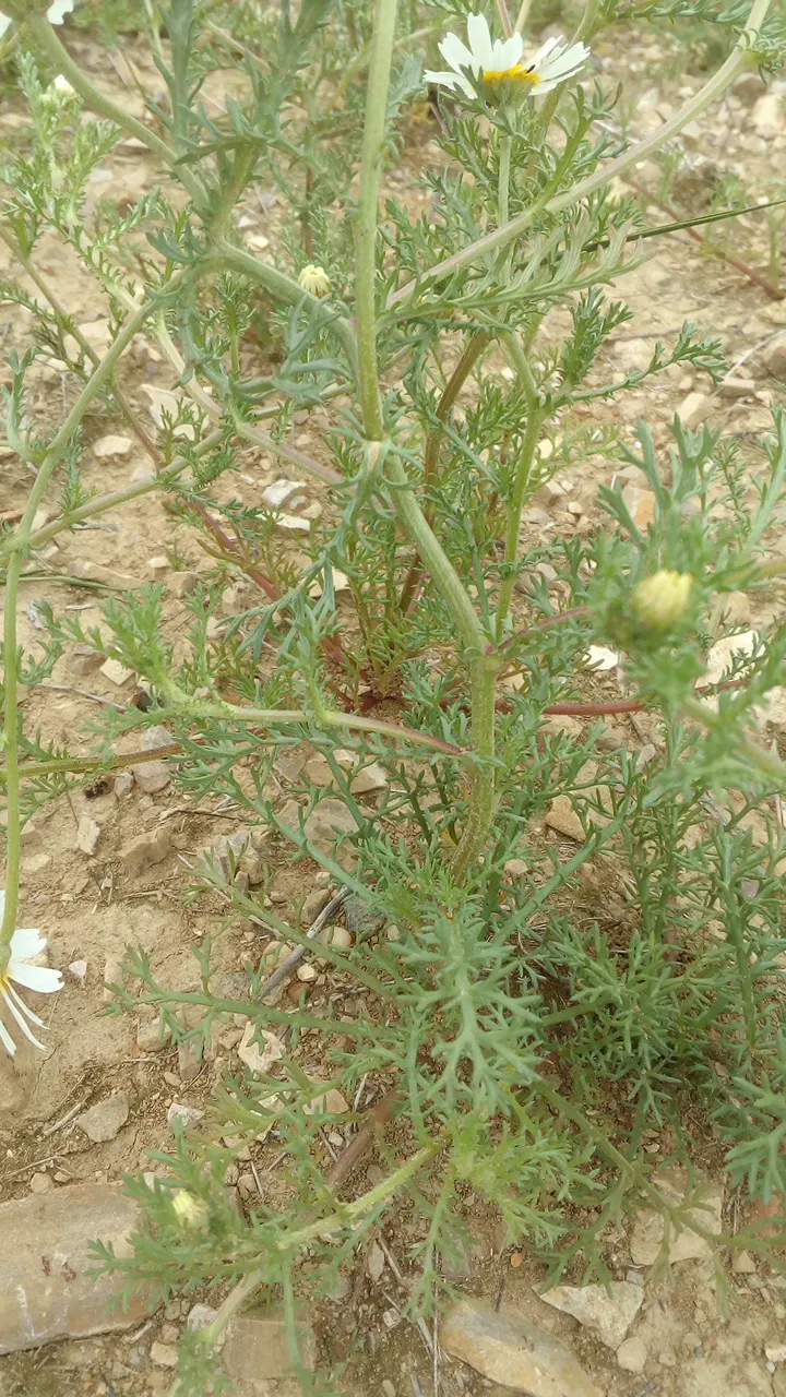Chamomile, Roman Chamomile (Chamaemelum Nobile) — Roman Chamomile thrives in full sun to partial shade and prefers well-drained