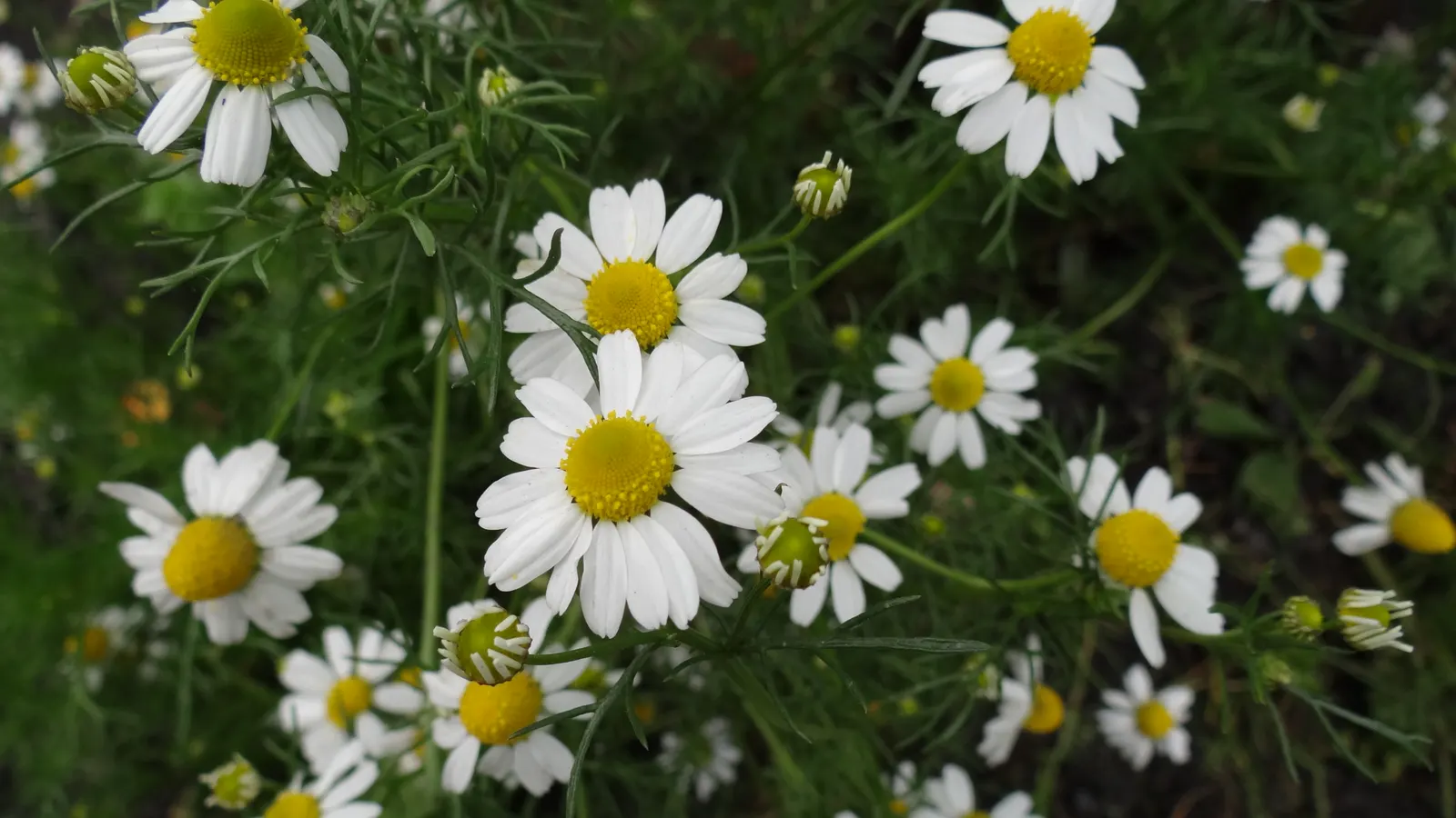 Chamomile, Roman Chamomile (Chamaemelum Nobile) — Roman Chamomile is a charming ground cover or edging plant and is popular in herb gardens and tea, image 30