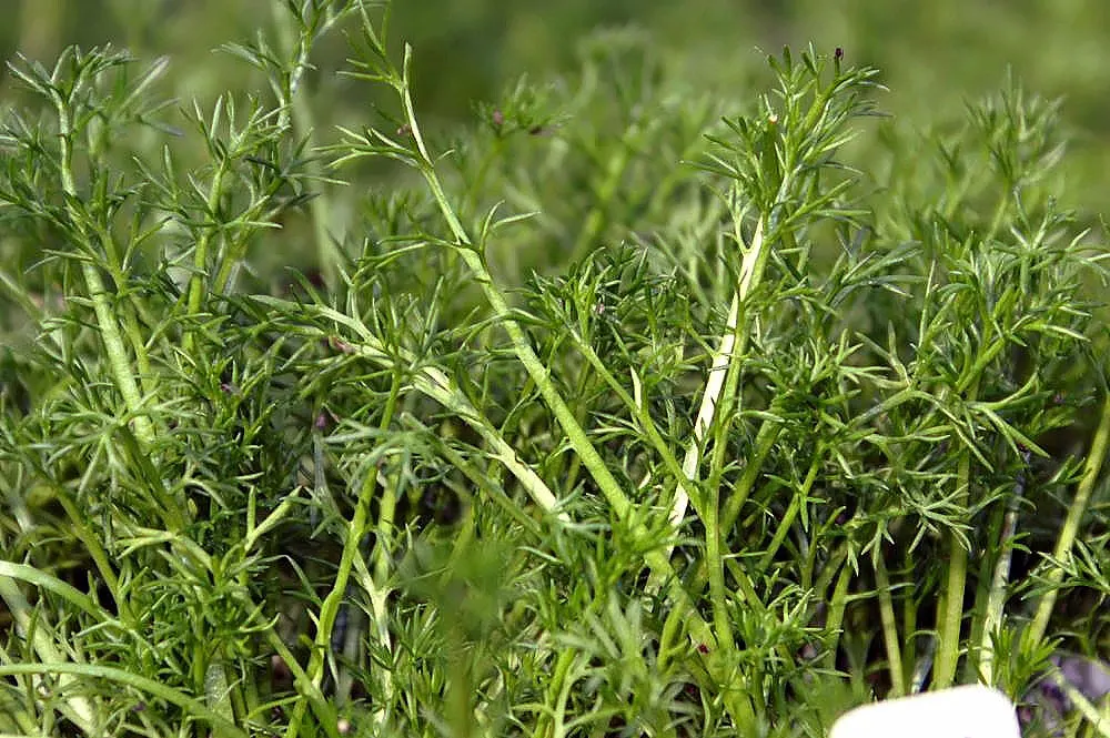 Chamomile, Roman Chamomile (Chamaemelum Nobile) — Drought tolerant once established