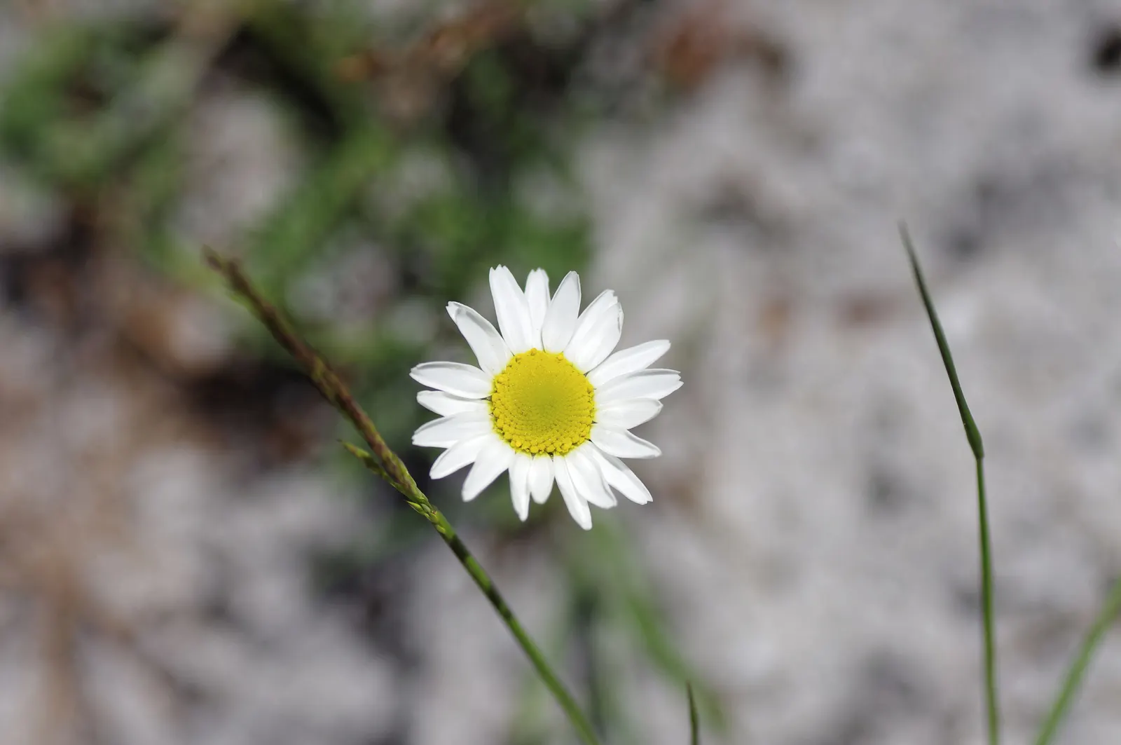 Chamomile, Roman Chamomile (Chamaemelum Nobile) — making it an excellent choice for low-water landscapes or xeriscaping designs
