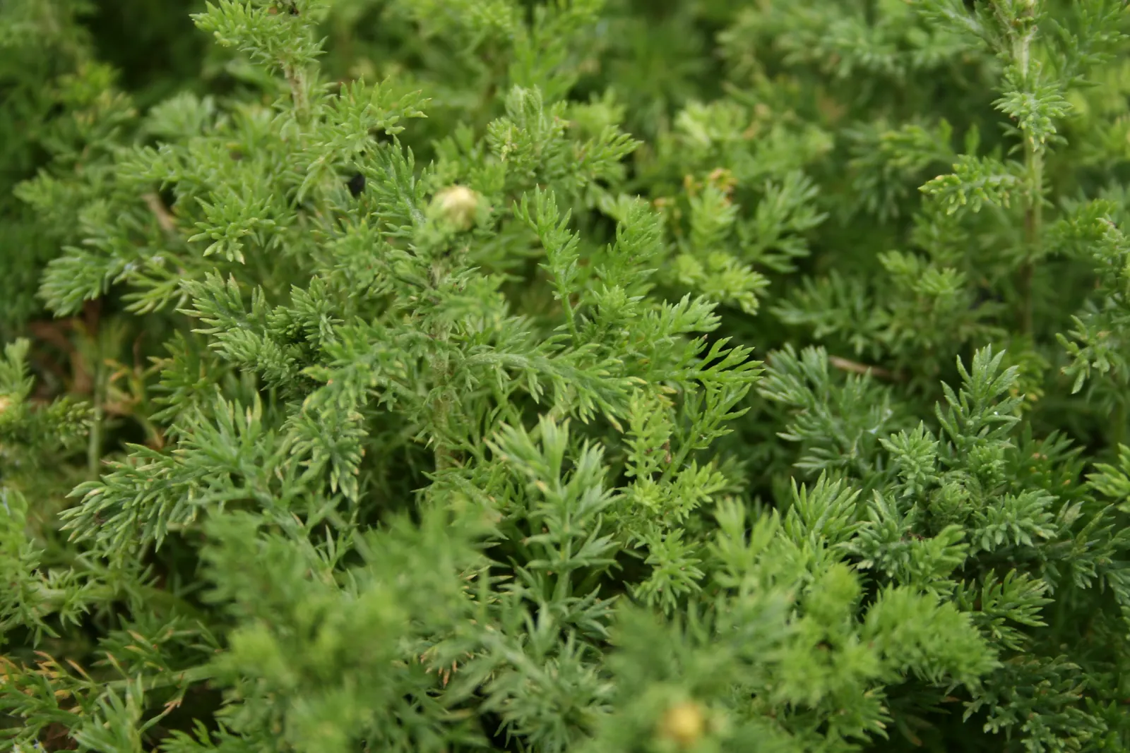 Chamomile, Roman Chamomile (Chamaemelum Nobile) — Inform them to avoid overwatering to prevent root rot and to shear lightly after flowering to maintain a